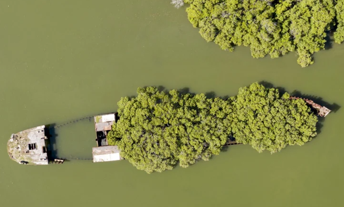 Плавучий лес в водах австралийского залива. /Фото: blogcatedranaval.com Плавучий лес в водах австралийского залива. /Фото: blogcatedranaval.com