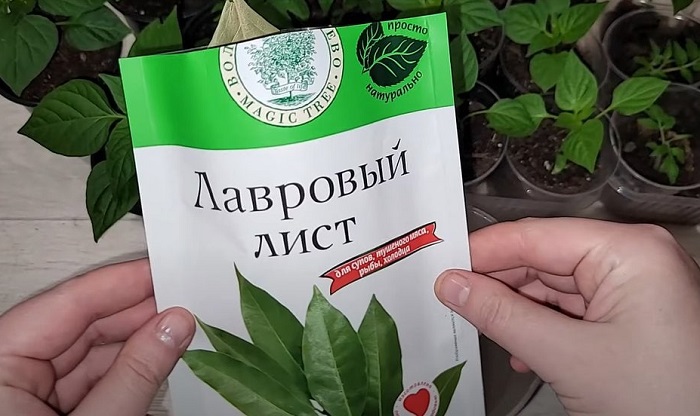 Лавровый лист нужен не только для готовки. / Фото: bestlj.ru Лавровый лист нужен не только для готовки. / Фото: bestlj.ru