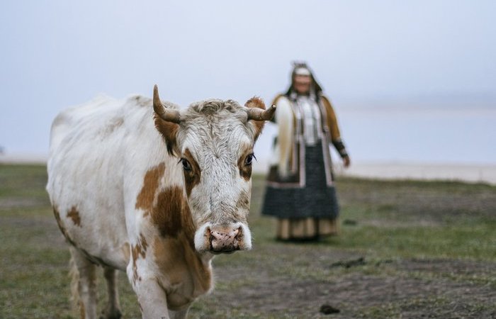 Якутская корова: почему сахарный диабет в радость этой мохнатой бурёнке