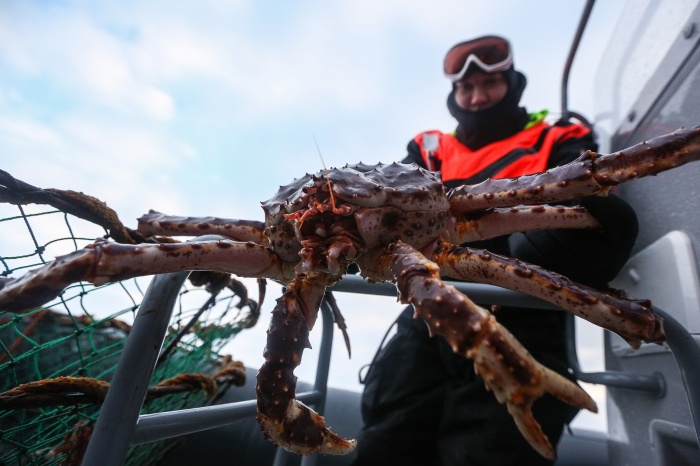Краб имеет огромную ценность для морского промысла. /Фото: rg.ru. Краб имеет огромную ценность для морского промысла. /Фото: rg.ru.