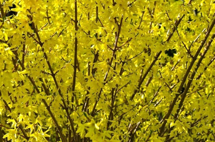 Форзиция. / Фото: procvetok.com Форзиция. / Фото: procvetok.com