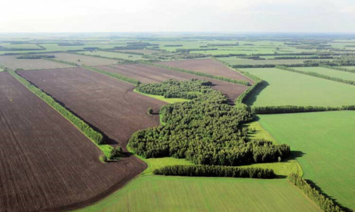 Лесные полосы создавались в СССР для улучшения климата. /Фото: pinterest.com.