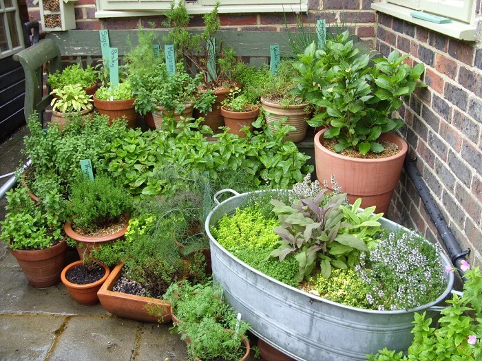 Пряные травы удобно выращивать в горшках. / Фото: gardenmart24.ru Пряные травы удобно выращивать в горшках. / Фото: gardenmart24.ru