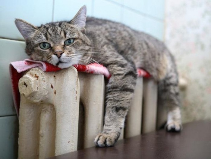 Есть несколько причин, почему котики порой спят, где попало. /Фото: koshka.top