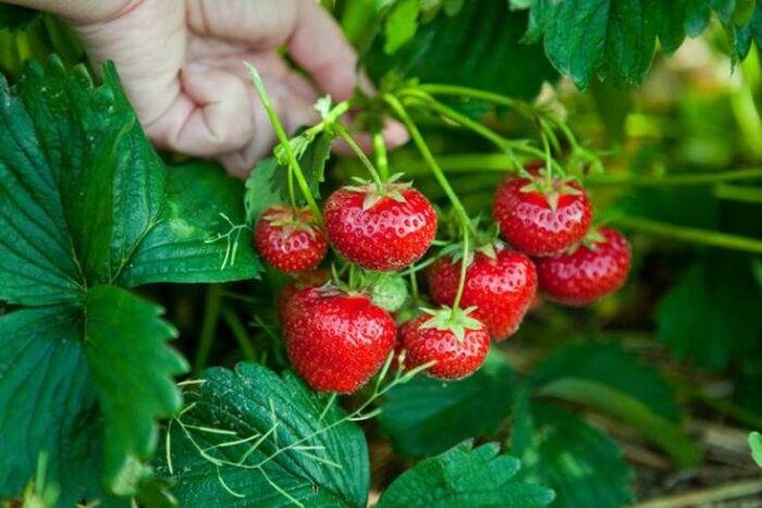 Всем она по вкусу /Фото:Pinterest