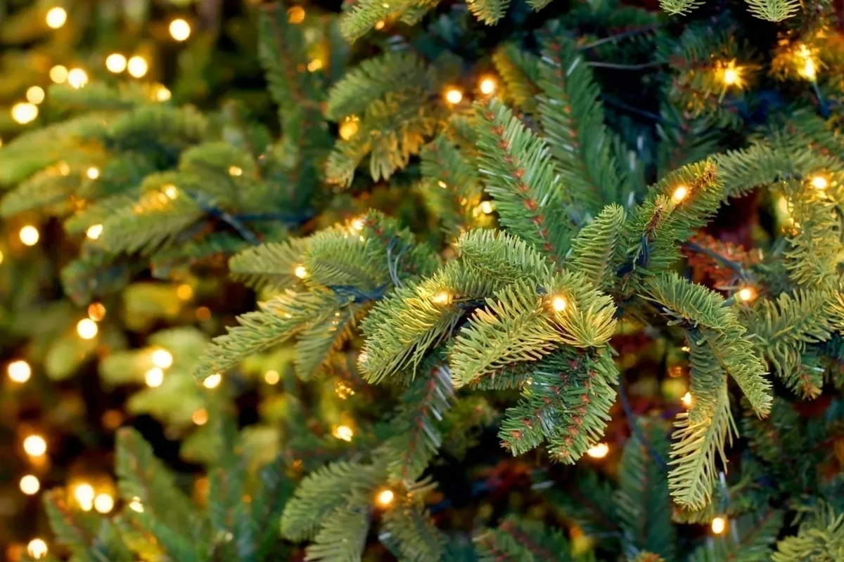 Новогодние деревья от Минсклесхоза: где купить и сколько стоит