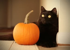 Шоколадно-тыквенное варенье