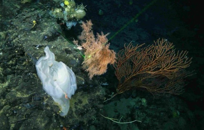 Одна из немногих фотографий рифа, который искали больше 30 лет. /Фото: divernet.com