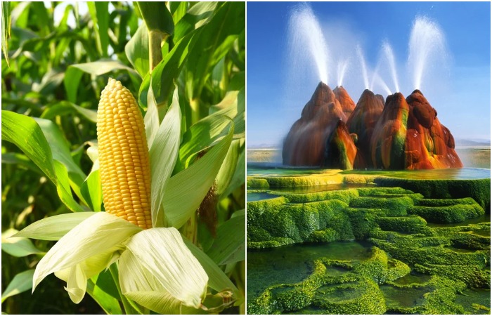 6 вещей, которые приписывают природе, а на деле без человека они никогда бы не появились