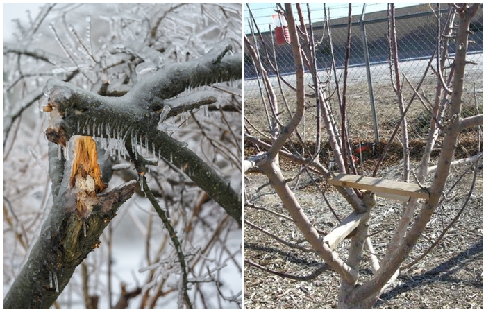 Чем опасно обледенение деревьев и как с помощью правильного ухода минимизировать ущерб для сада