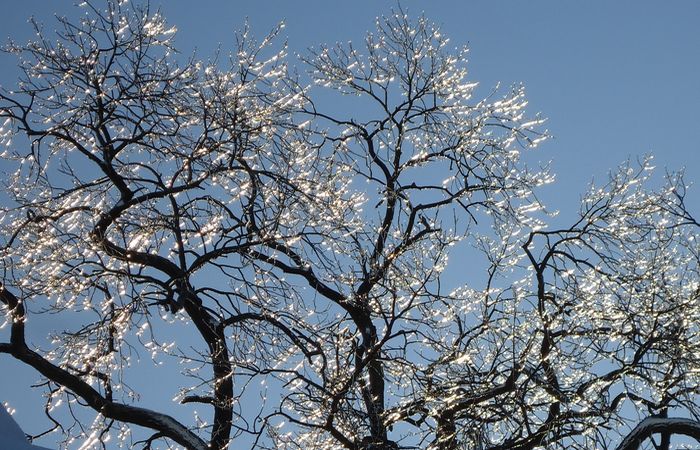 чтобы снизить риск поломанных веток, нужно соблюдать профилактические меры.  Фото: upload.wikimedia.org.