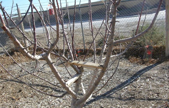 Не забывайте про поддержку кроны после оттаивания.  Фото: xtremehorticulture.blogspot.com.