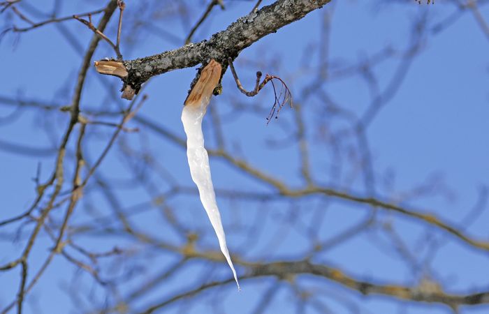 Не стоит забывать и про профилактические меры.  Фото: birdwatch.by.