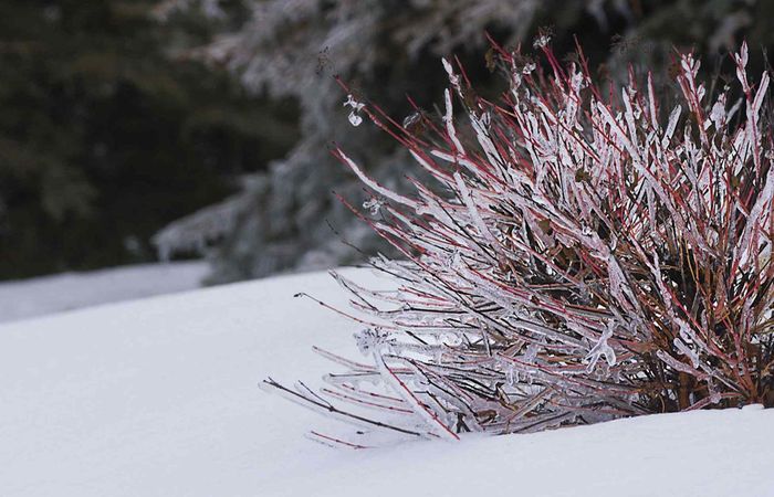 Бороться со льдом нужно аккуратно, дабы не навредить растениям.  Фото: thespruce.com.