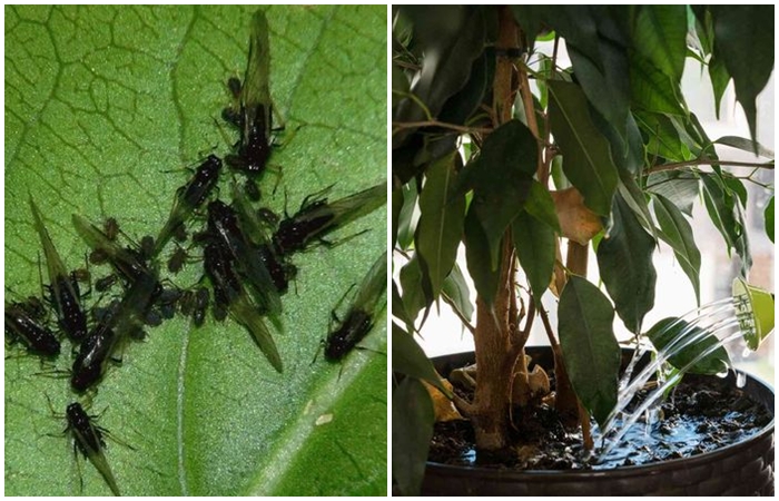 Как раз и навсегда избавиться от почвенных мушек без вреда для растений