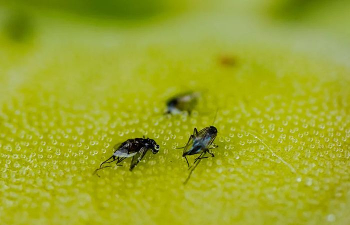 Следуя простым советам, есть все шансы раз и навсегда избавиться от мушек. Фото: s2-umsoplaneta.glbimg.com. Следуя простым советам, есть все шансы раз и навсегда избавиться от мушек. Фото: s2-umsoplaneta.glbimg.com.