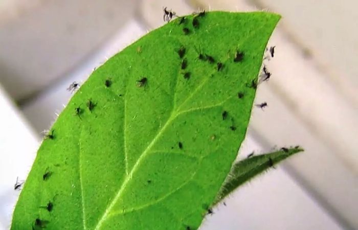 Есть несколько эффективных способов борьбы с вредителями. Фото: hibiny.ru. Есть несколько эффективных способов борьбы с вредителями. Фото: hibiny.ru.