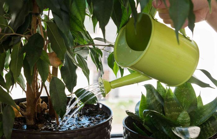 Контролируйте полив и влажность почвы. Фото: thespruce.com. Контролируйте полив и влажность почвы. Фото: thespruce.com.