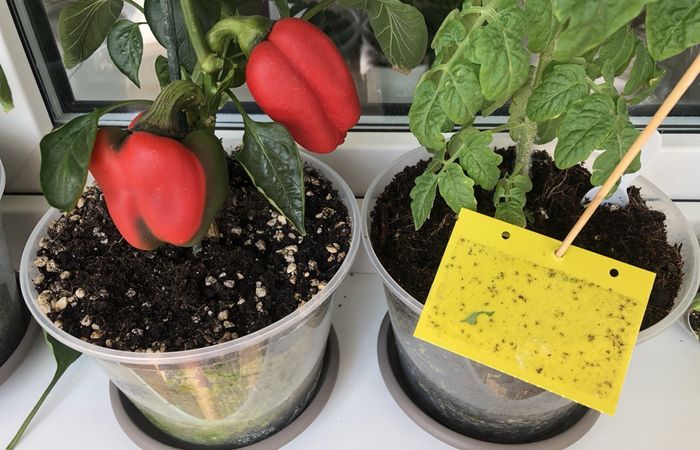 В профилактических мерах используйте жёлтые ловушки. Фото: img.7dach.ru. В профилактических мерах используйте жёлтые ловушки. Фото: img.7dach.ru.