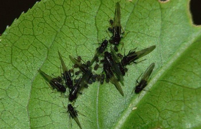 Почвенные мушки. Фото: vreditelisos.ru. Почвенные мушки. Фото: vreditelisos.ru.