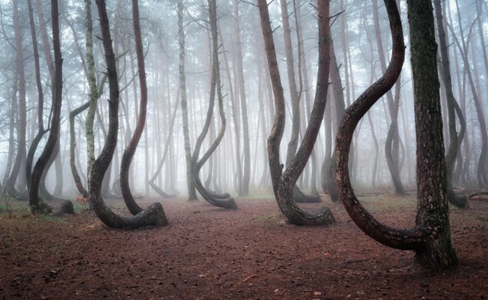 Сотни деревьев в Польше, и все одинаково искривлённые. /Фото: u-cannect.com